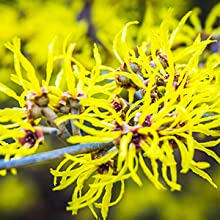 Witch Hazel Flower Extract